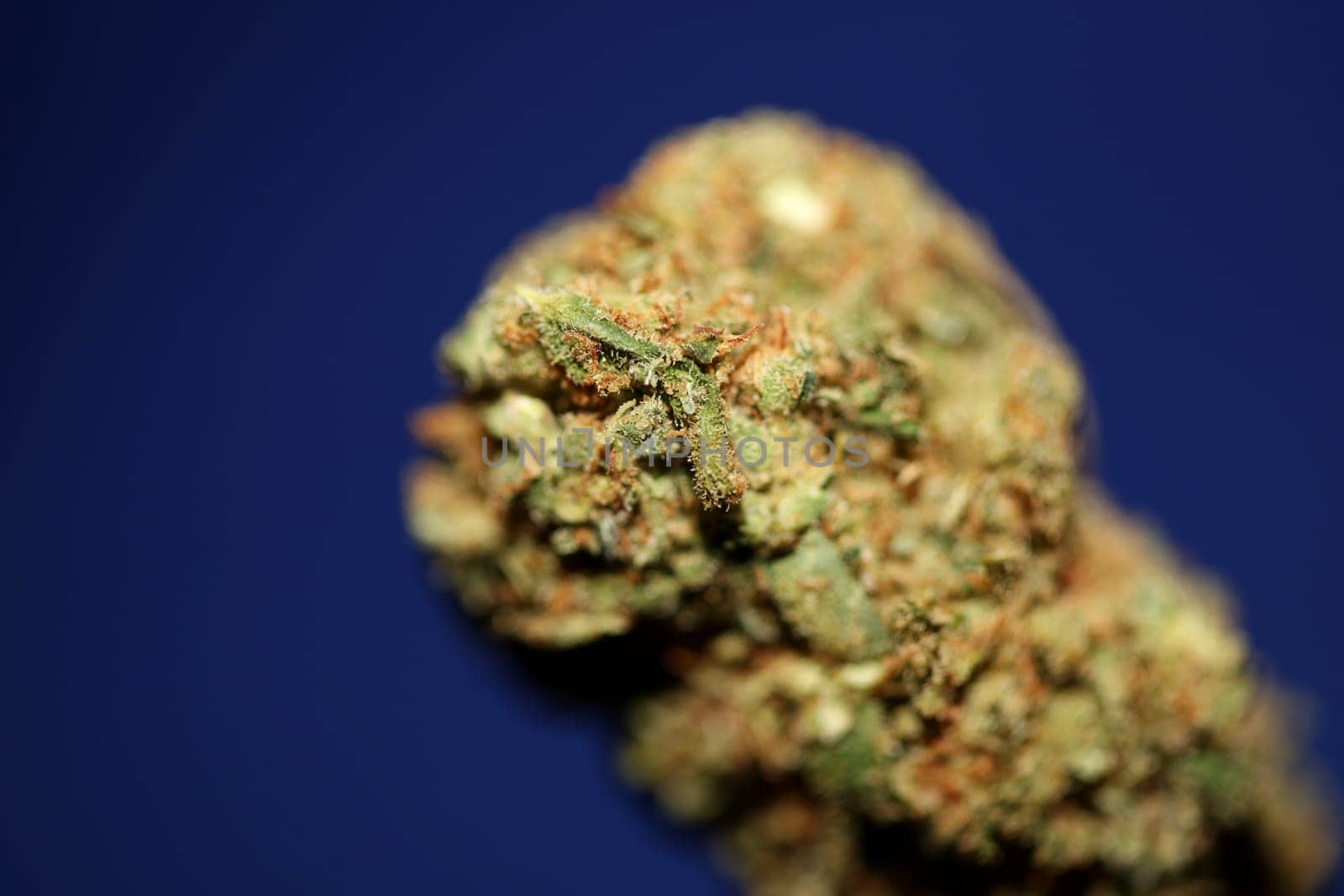 Dried marihuana buds of medical cannabis rolling joints with trimmed stuff grown in California fresh therapeutic and inspirational weed big size high quality instant prints