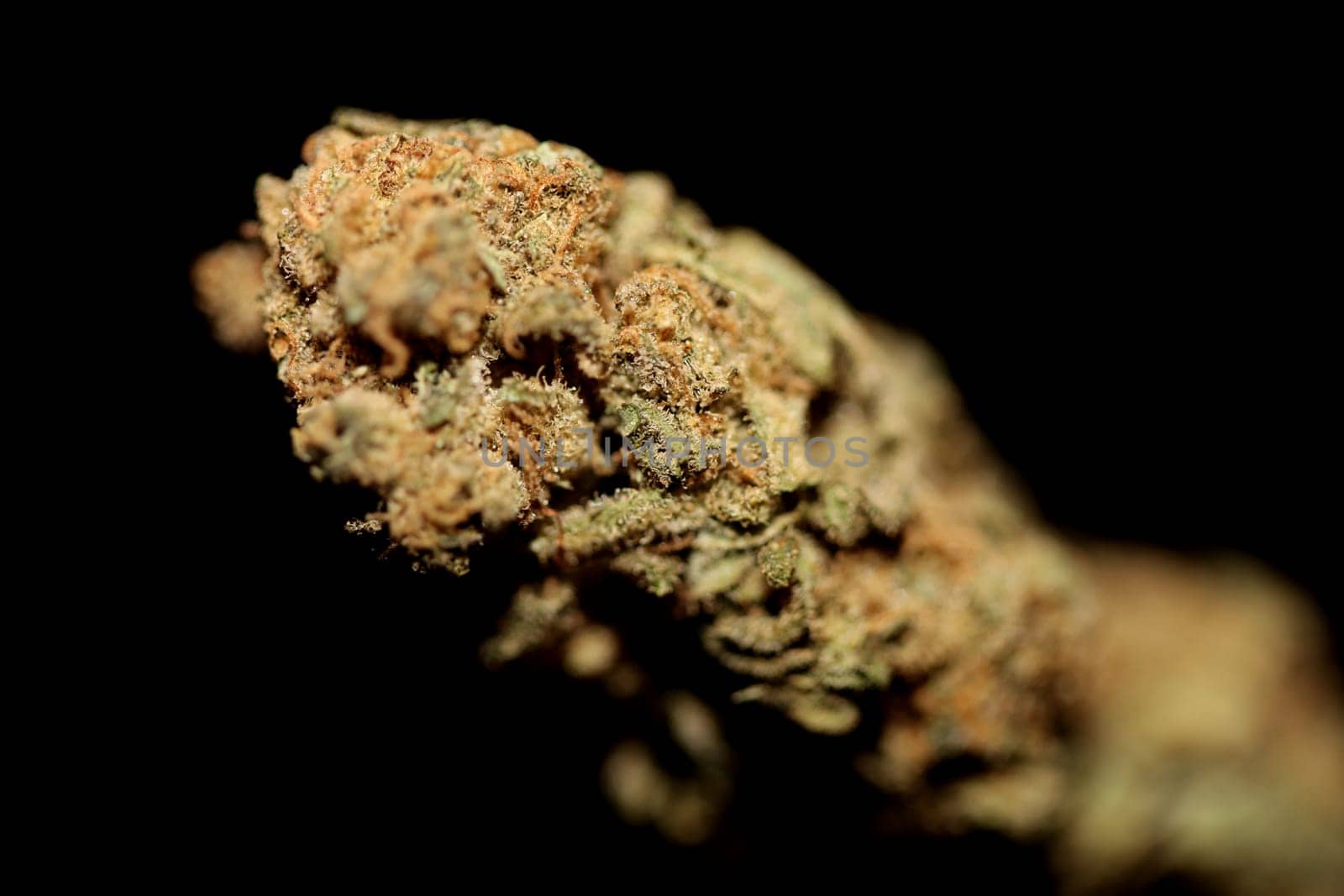 Dry and trimmed weed buds close up bubble gum variety of medicinal marijuana cure botanical background big size high quality instant stock photography prints