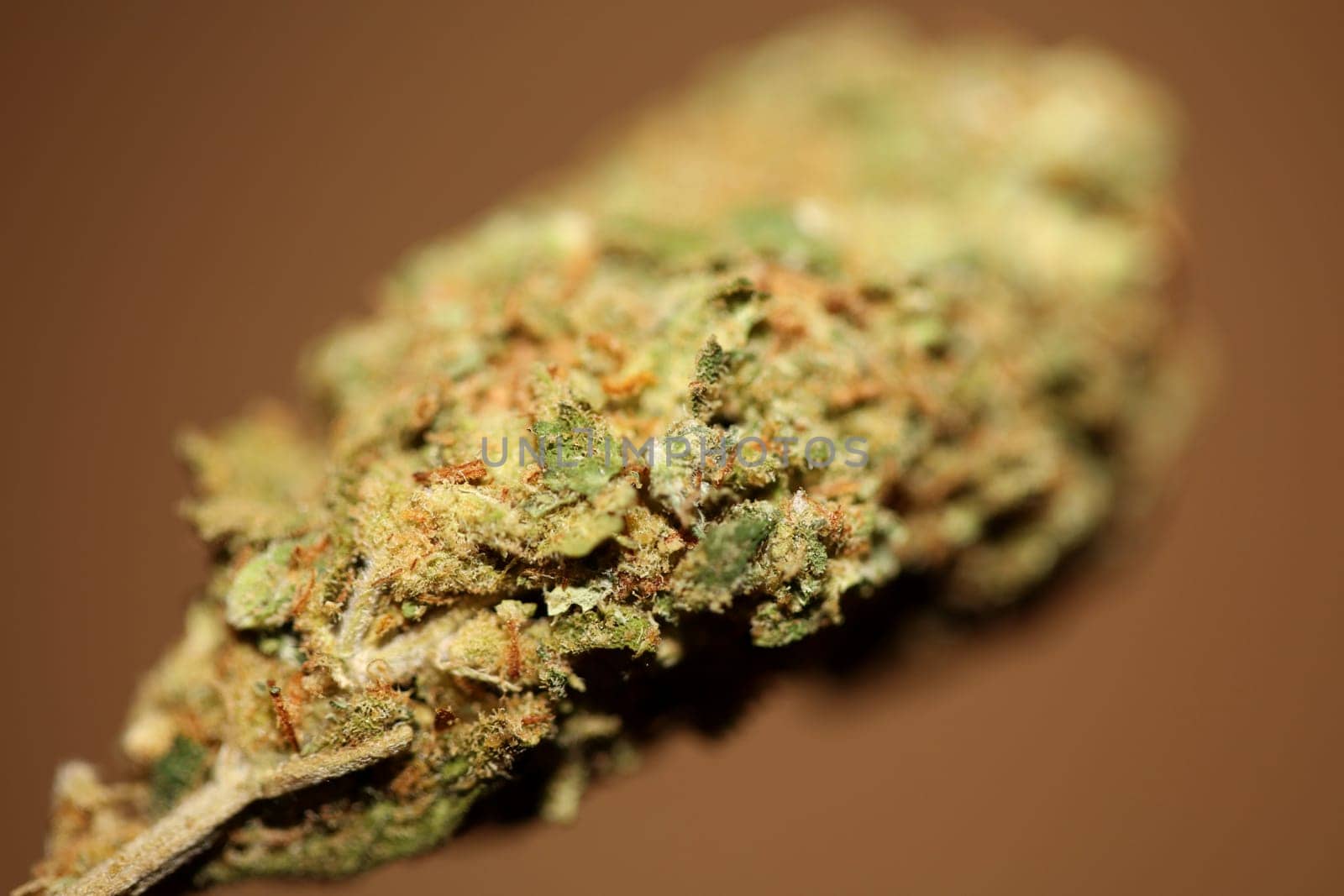 Dried marihuana buds of medical cannabis rolling joints with trimmed stuff grown in California fresh therapeutic and inspirational weed big size high quality instant prints