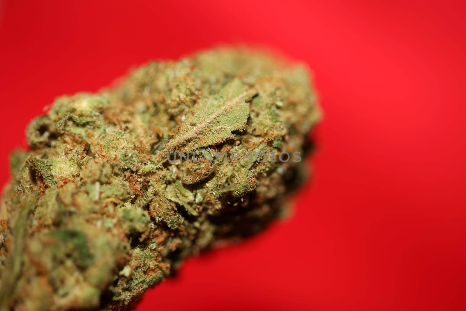 Dried marihuana buds of medical cannabis rolling joints with trimmed stuff grown in California fresh therapeutic and inspirational weed big size high quality instant prints