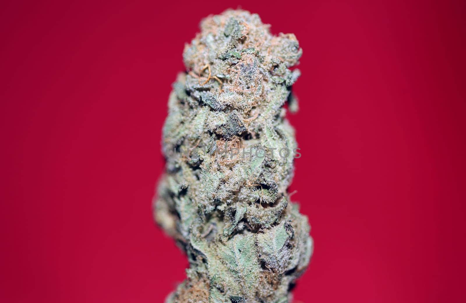Dry and trimmed weed buds close up bubble gum variety of medicinal marijuana cure botanical background big size high quality instant stock photography prints