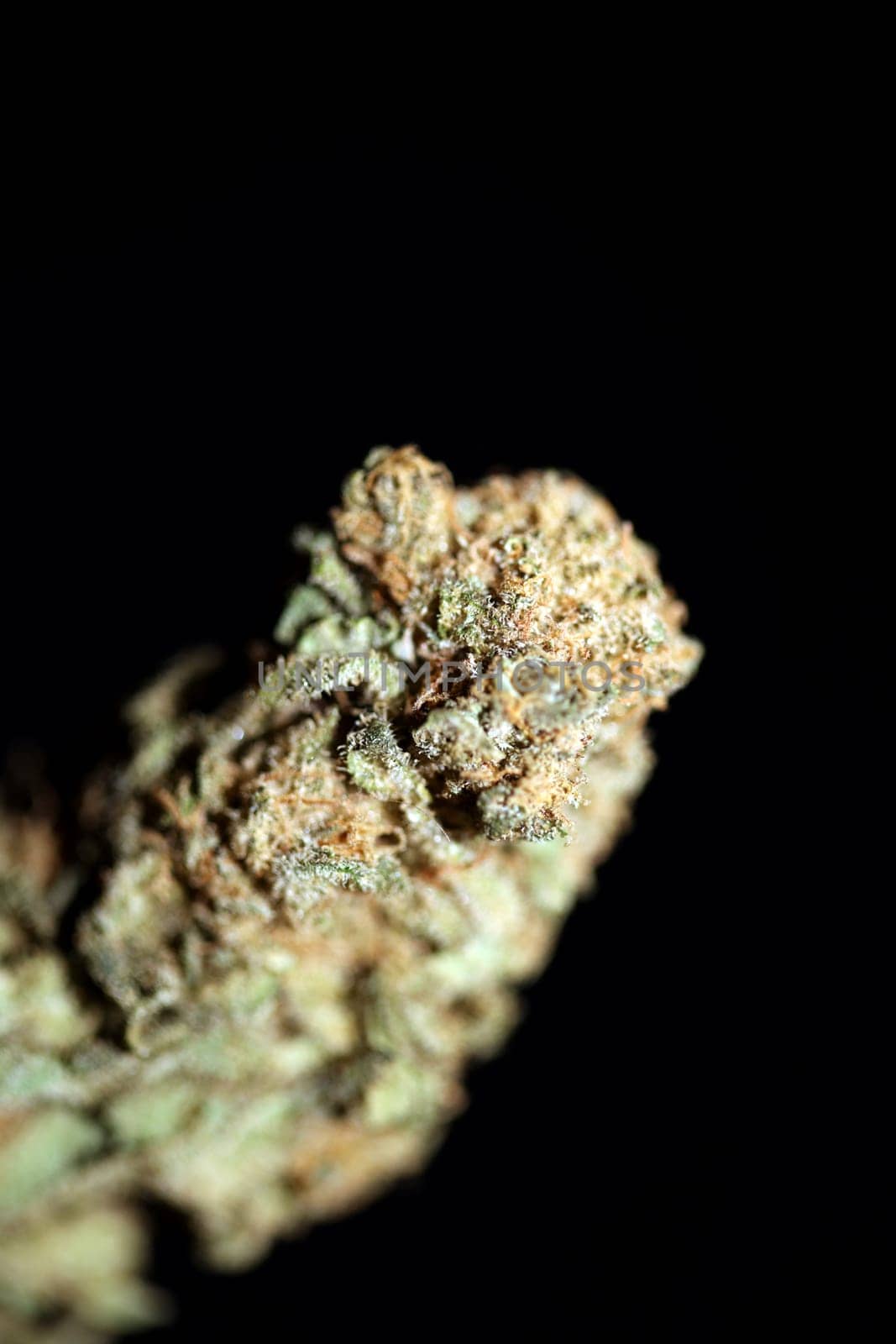 Dry and trimmed weed buds close up bubble gum variety of medicinal marijuana cure botanical background big size high quality instant stock photography prints