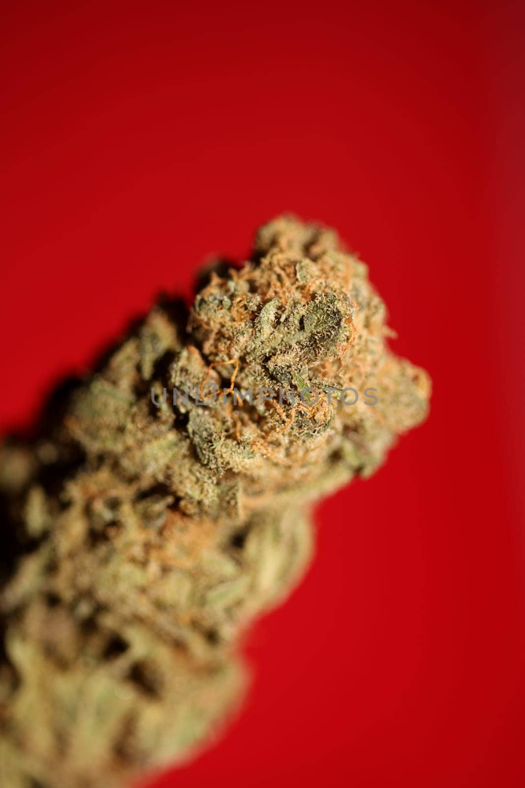 Dry and trimmed weed buds close up bubble gum variety of medicinal marijuana cure botanical background big size high quality instant stock photography prints