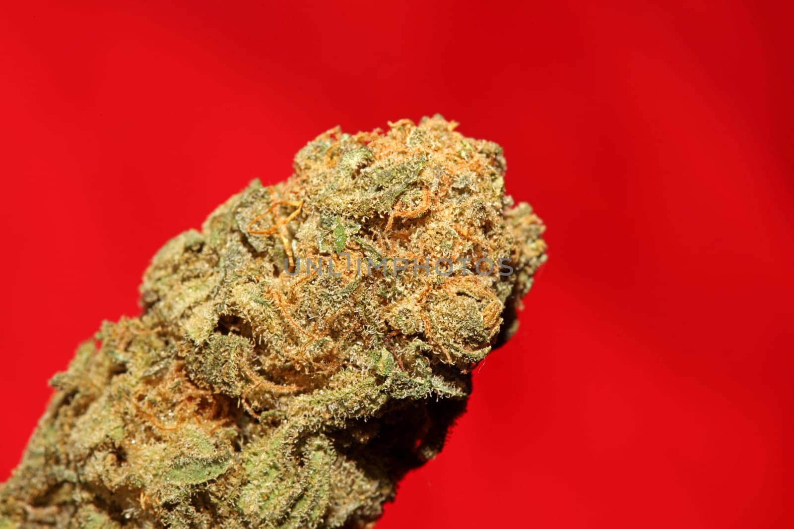 Dry and trimmed weed buds close up bubble gum variety of medicinal marijuana cure botanical background big size high quality instant stock photography prints