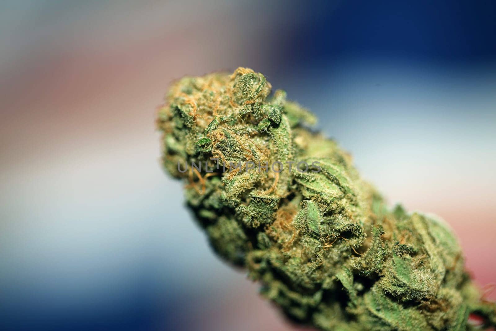 Dry and trimmed weed buds close up bubble gum variety of medicinal marijuana cure botanical background big size high quality instant stock photography prints