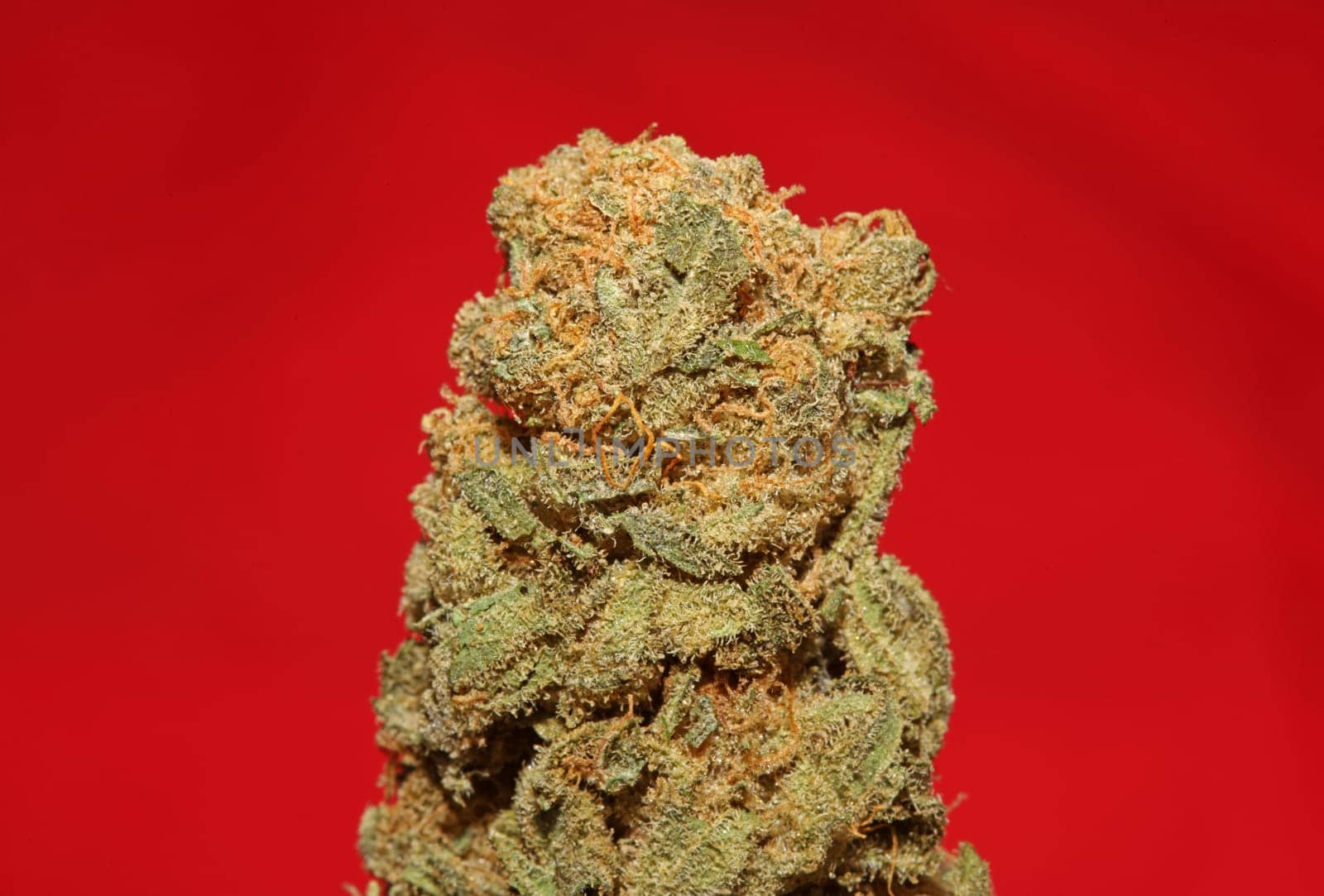 Dry and trimmed weed buds close up bubble gum variety of medicinal marijuana cure botanical background big size high quality instant stock photography prints