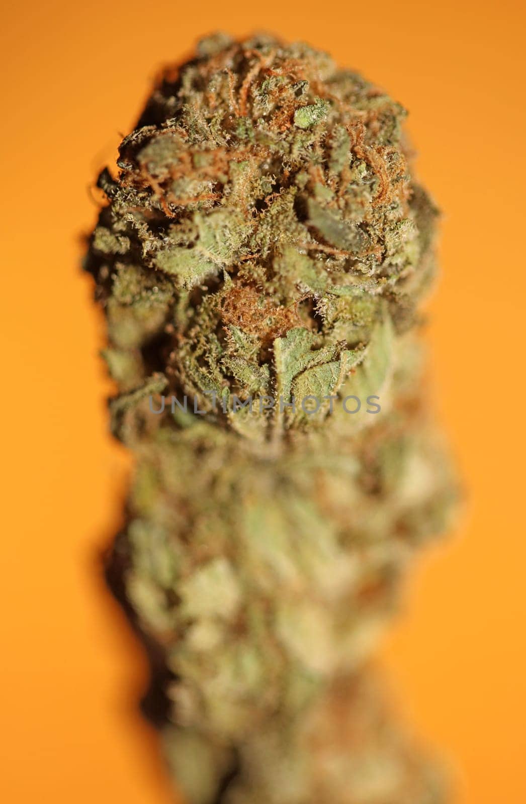 Cannabis bud macro super bubble gum smoking all day mania medical marihuana neonicotinoids stuff fifty megapixels modern botanical dope instant stock photography prints