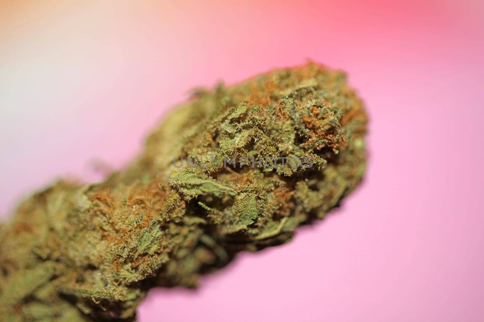 Cannabis bud macro super bubble gum smoking all day mania medical marihuana neonicotinoids stuff fifty megapixels modern botanical dope instant stock photography prints