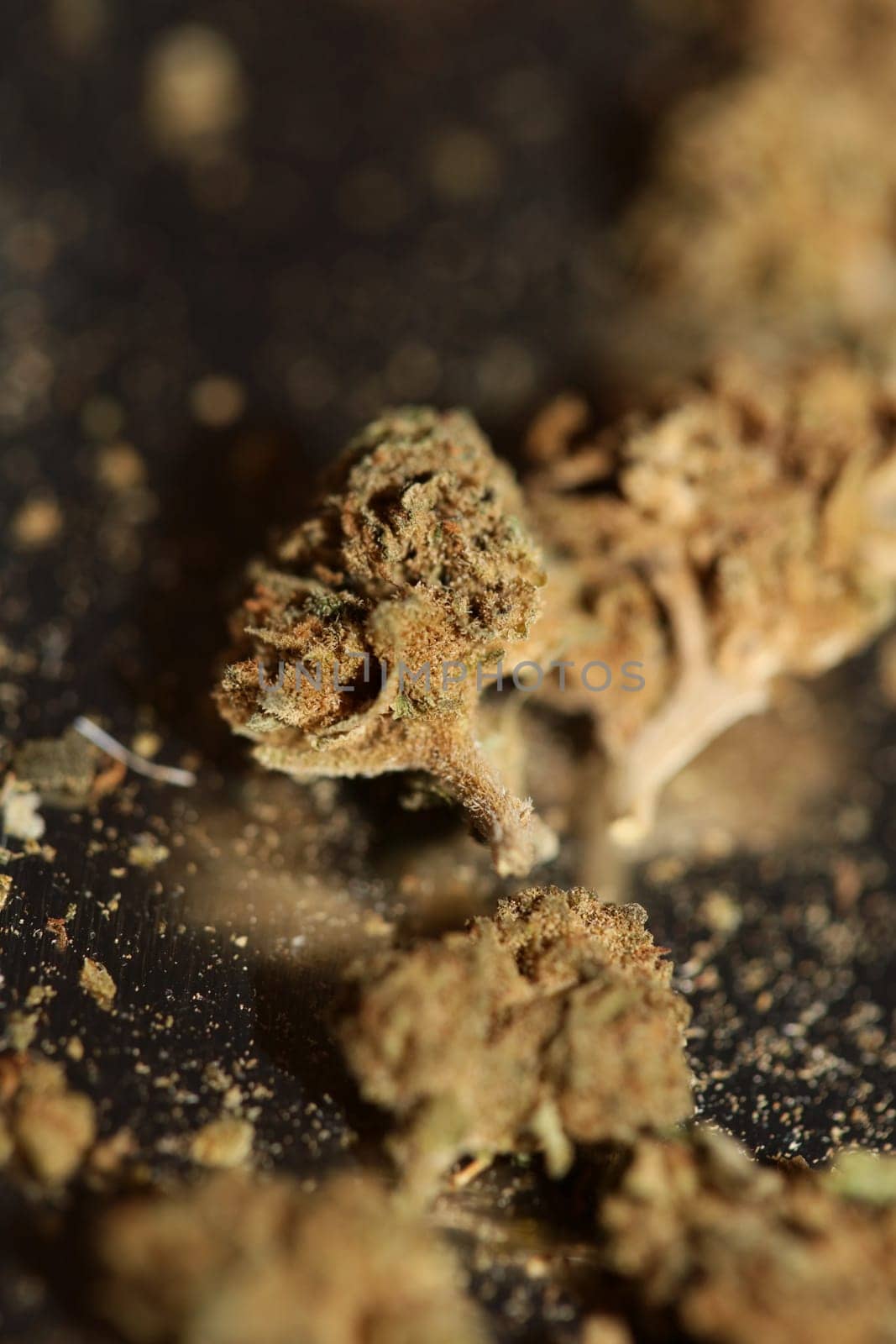 Marihuana medical bad cbd close up botanical background big size high quality prints