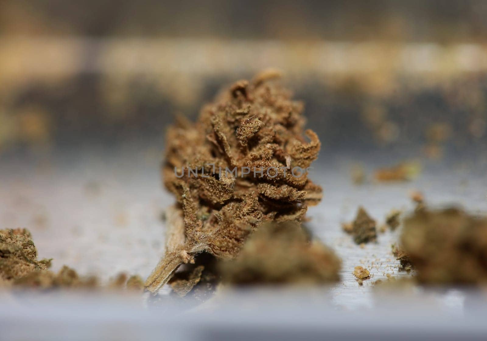 Marihuana medical bad cbd close up botanical background big size high quality prints