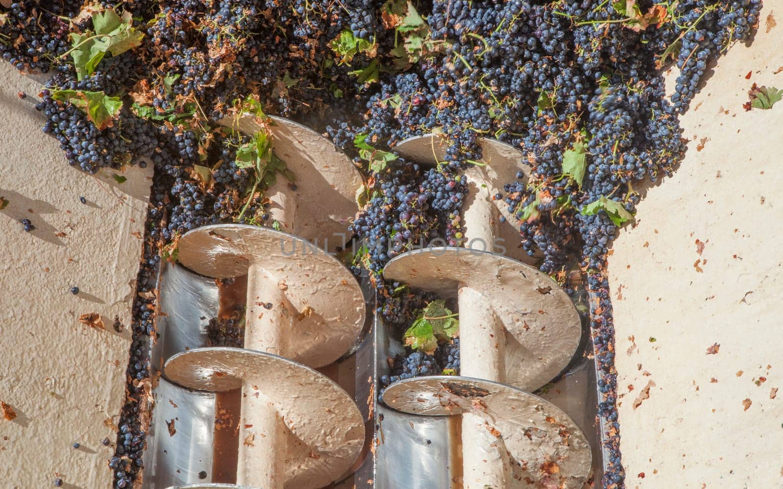 Grape destemmer in action. Grape harvest processing at winery