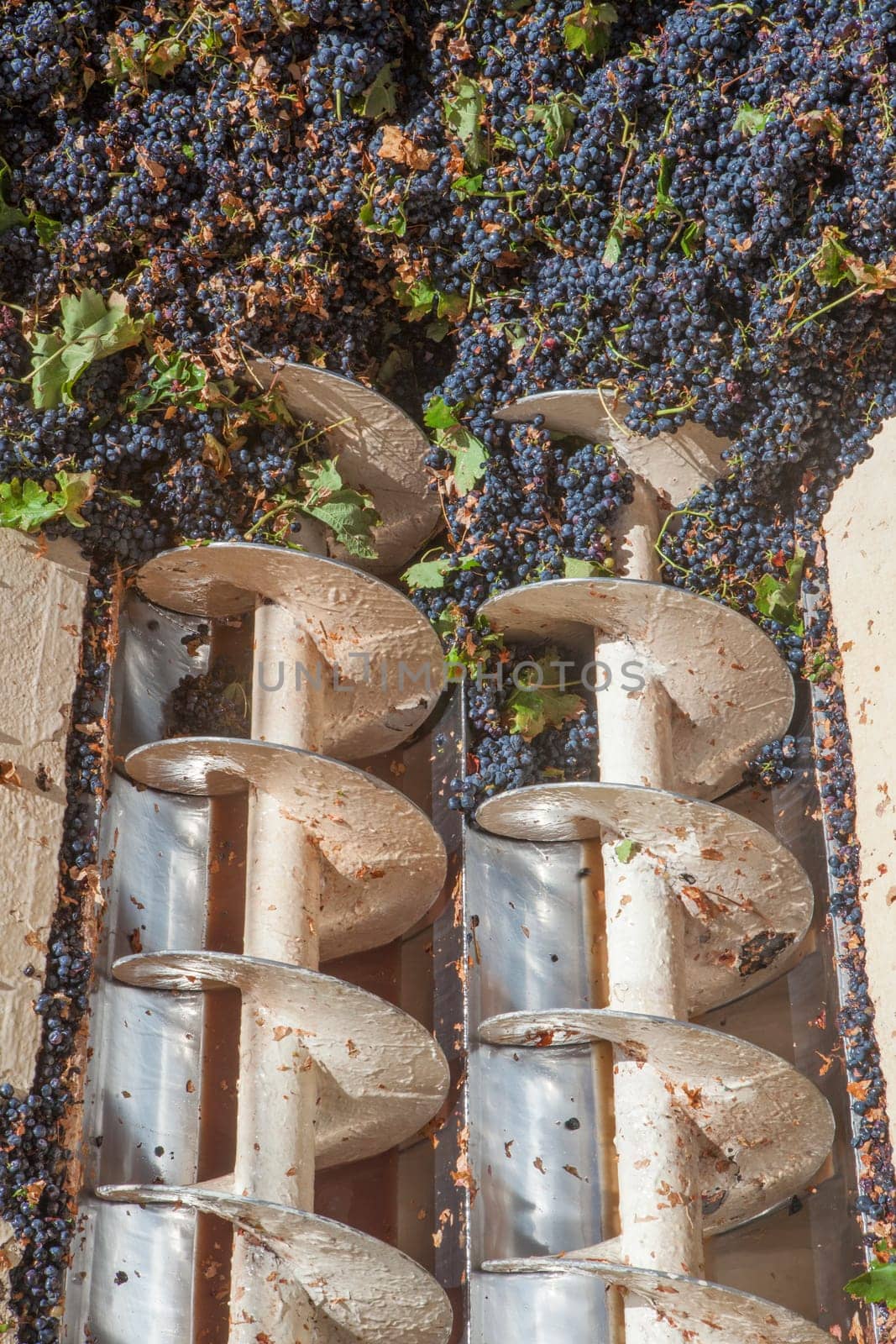 Grape destemmer in action. Grape harvest processing at winery