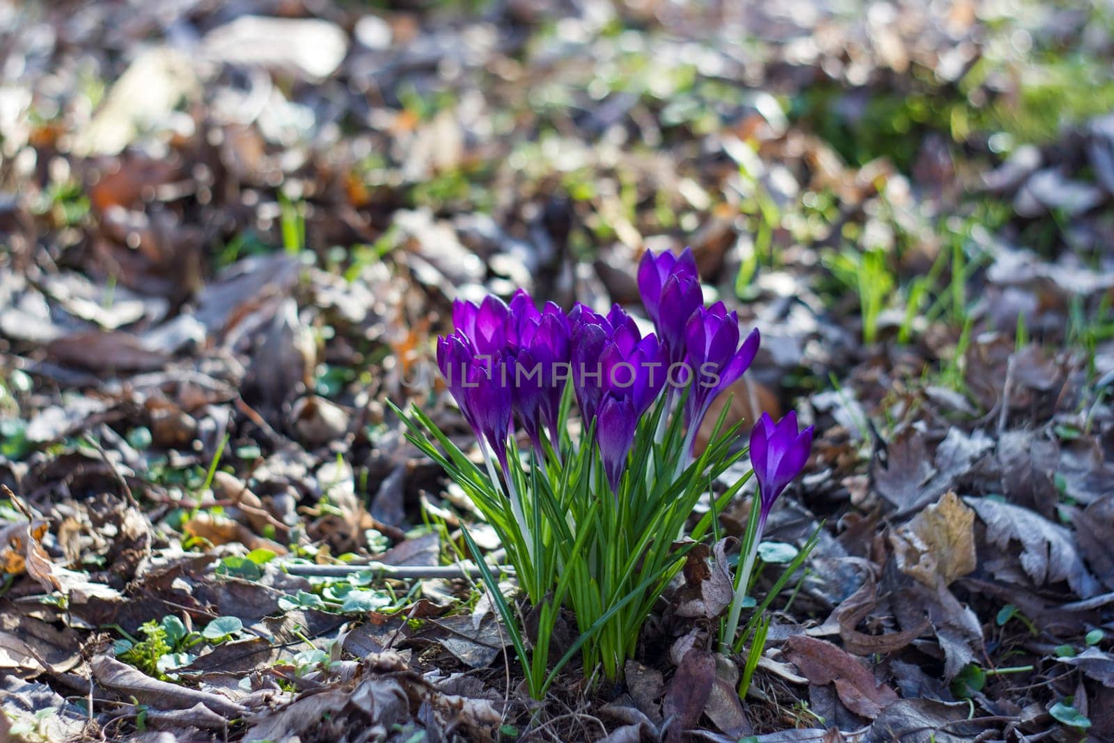 crocus flowers in the garden -  spring flowers