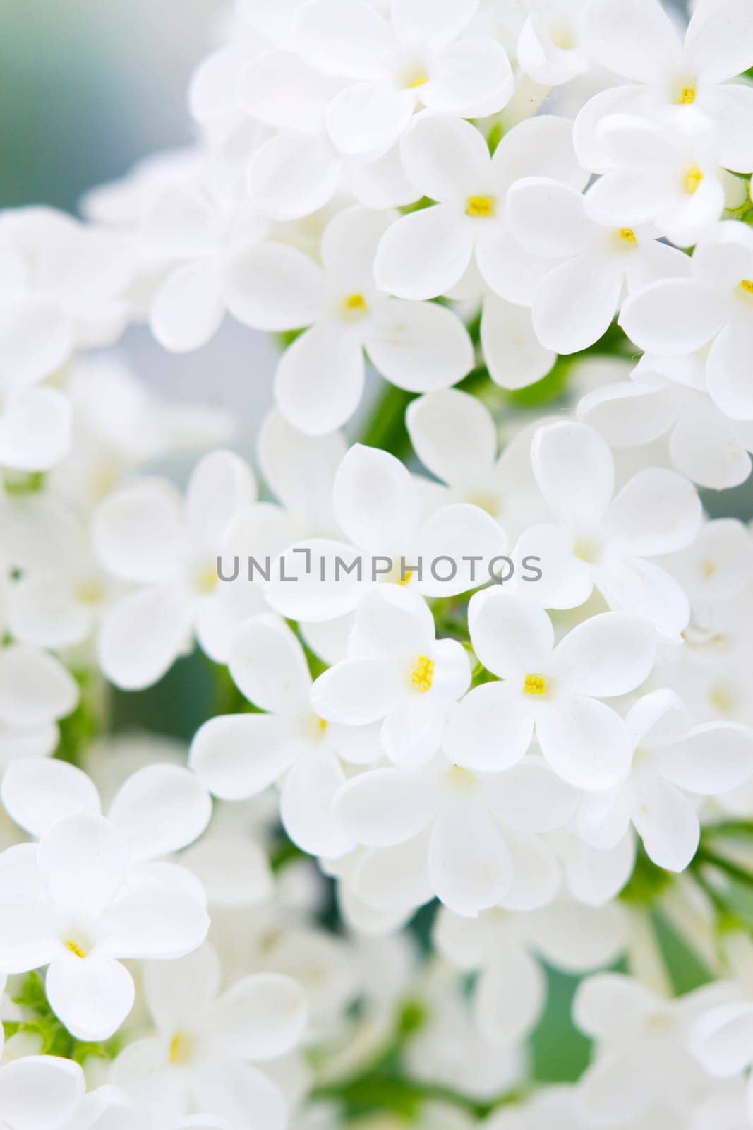 Blooming lilac flowers. Macro photo.
