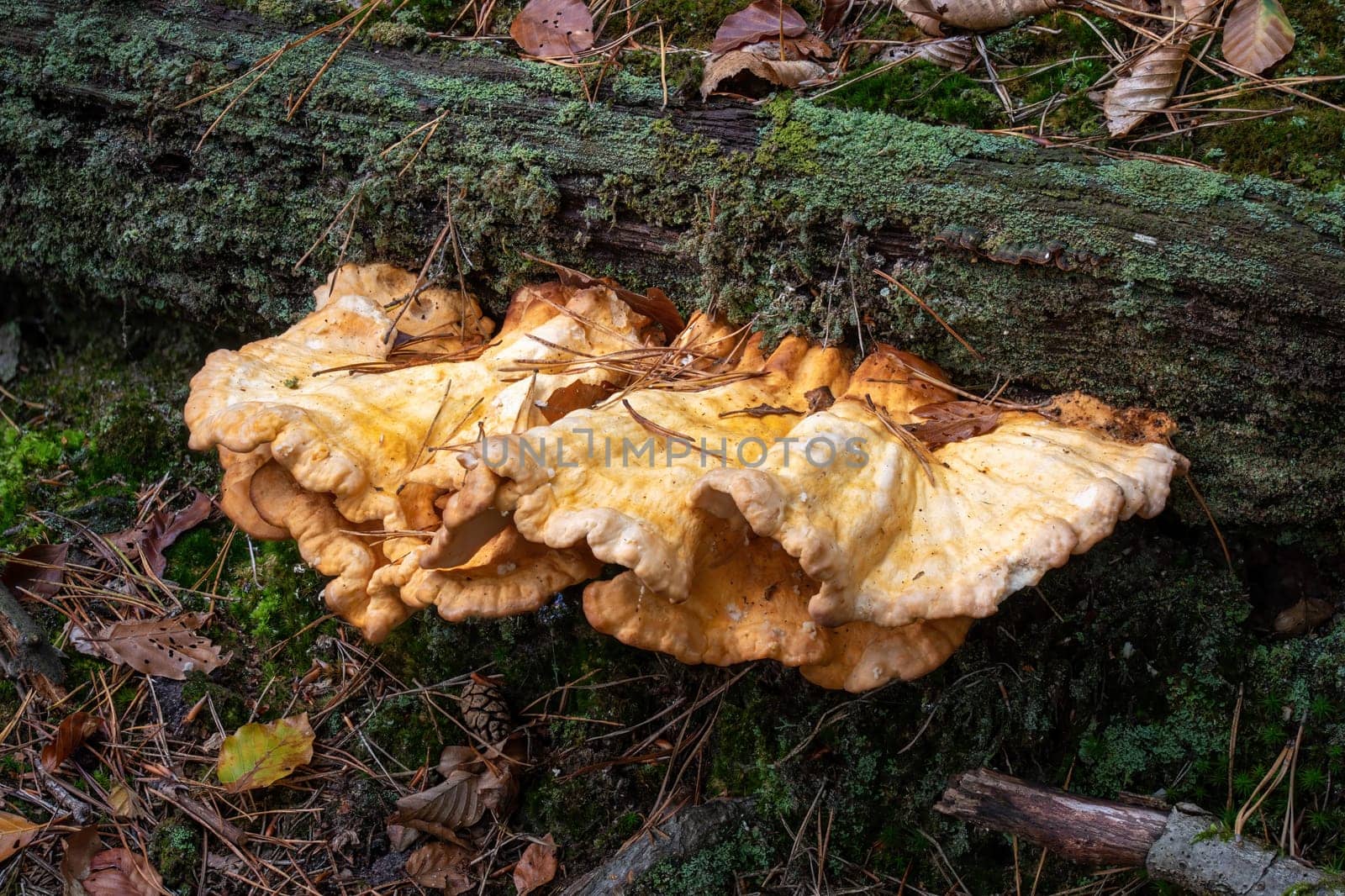 Common Sulfur Porling, Laetiporus sulphureus on a lying tree trunk