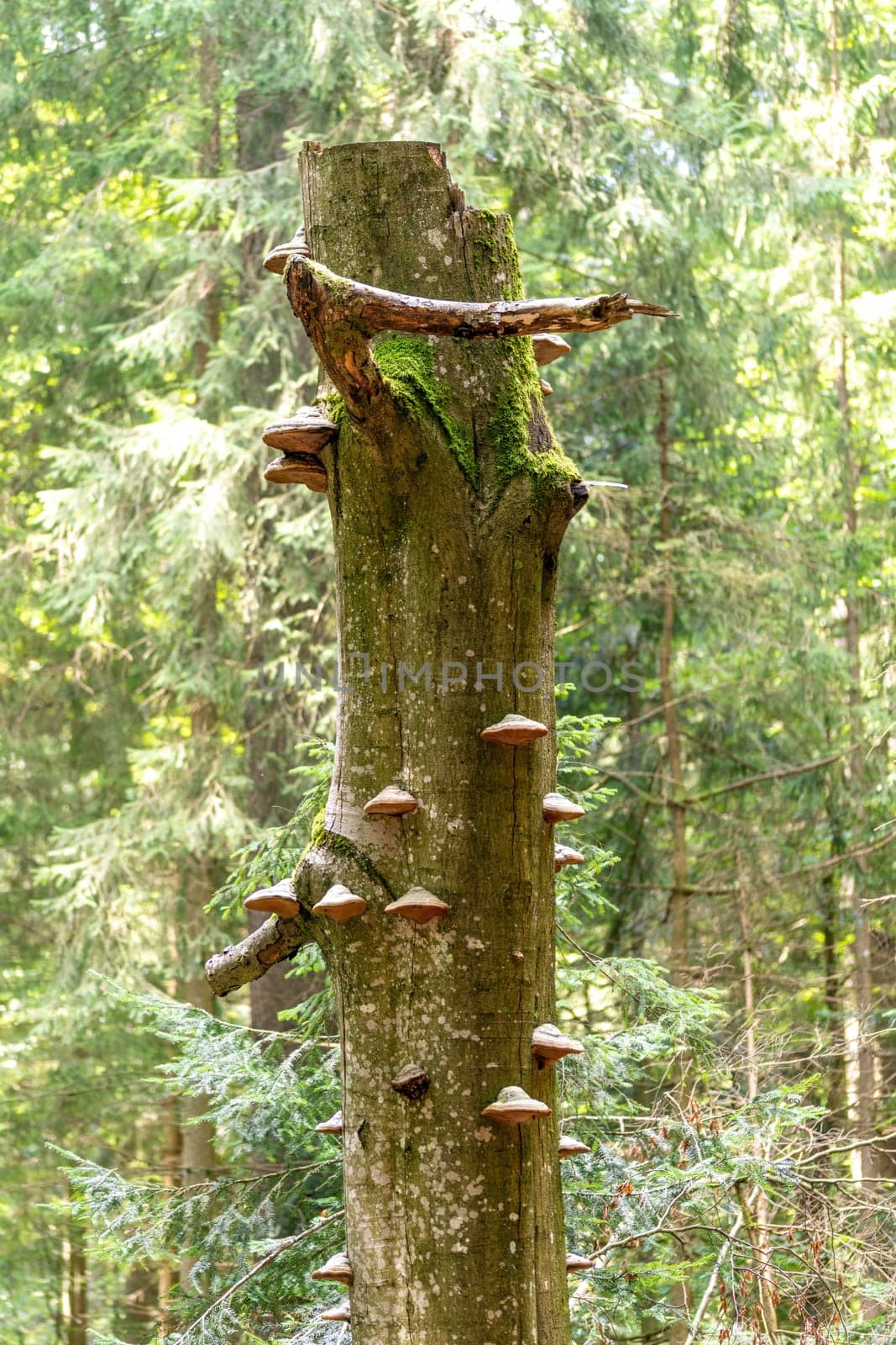Toadstool mushrooms growing on a tree trunk in the forest