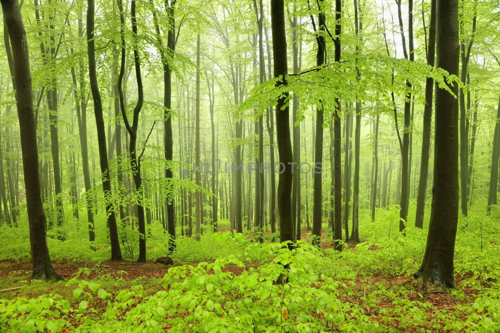 Beech trees in spring forest on a mountain slope in foggy, rainy weather.