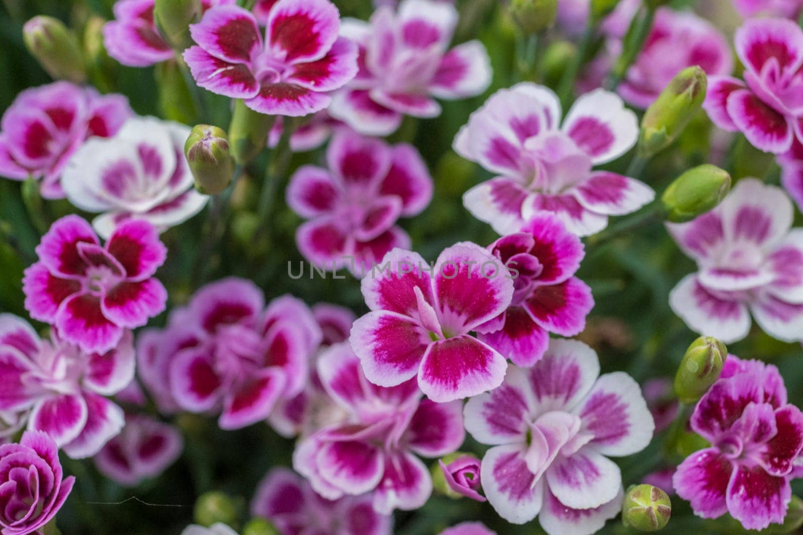 Directly above shot of violet flower bed. Selective focus and blurry background.