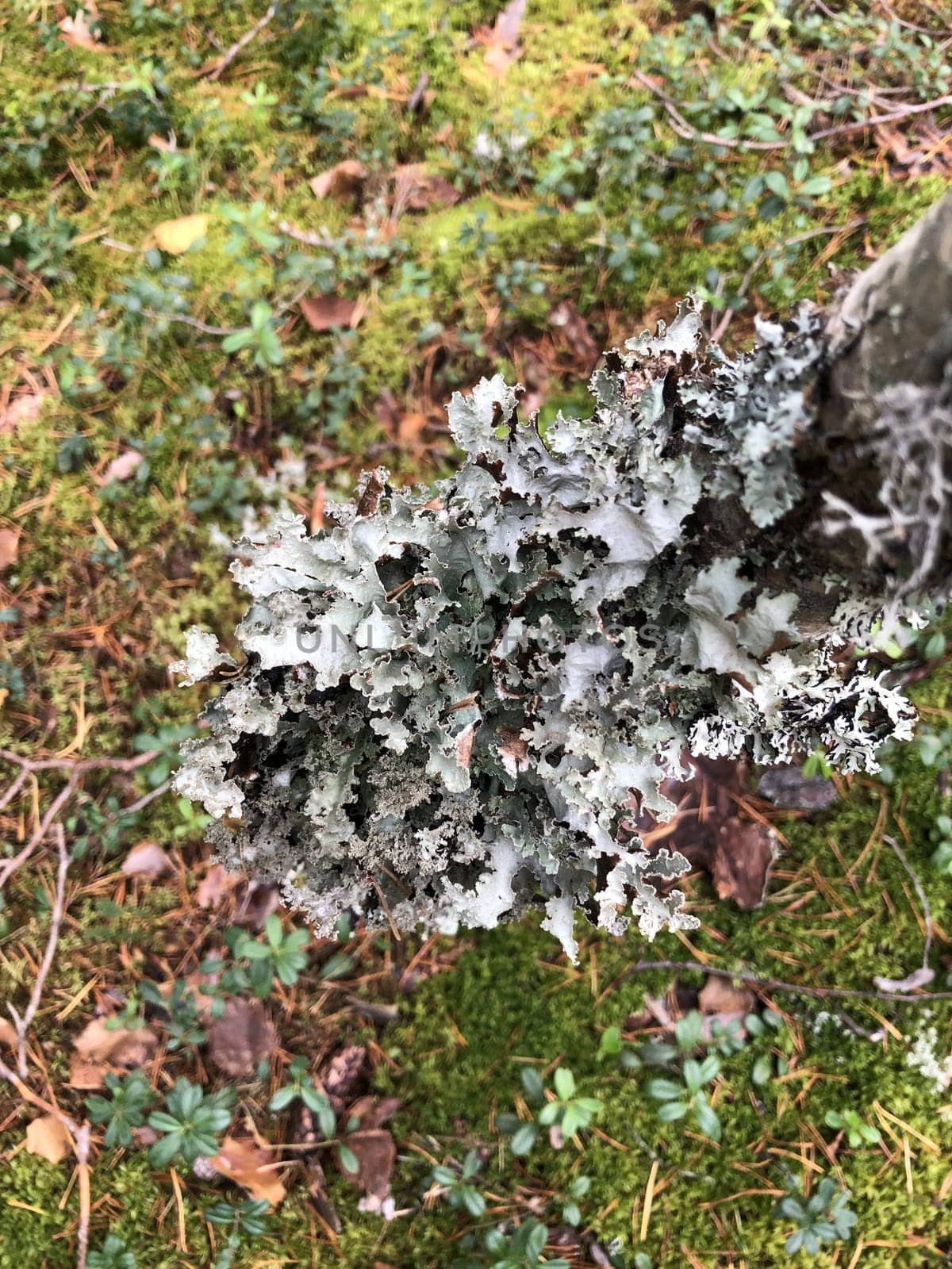 gray forest lichen growing on a tree trunk, abstract background