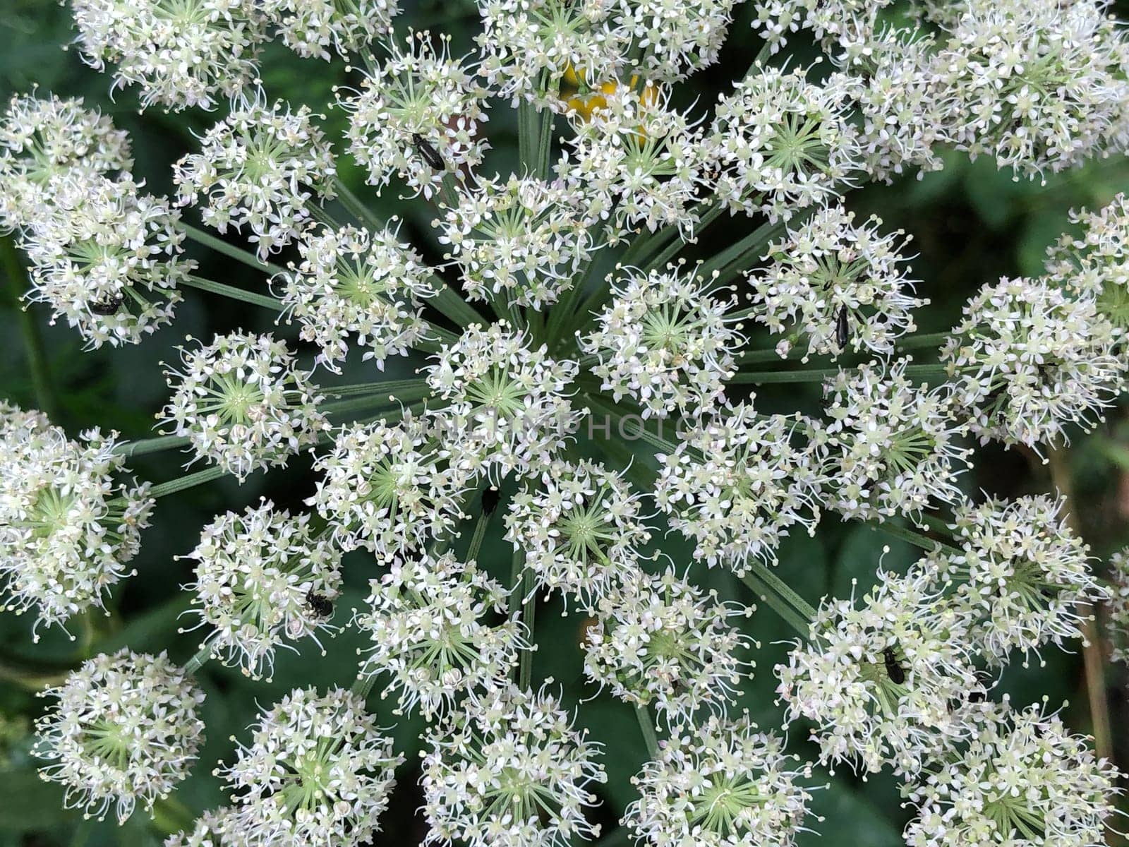 spherical white flower inflorescences, abstract floral background