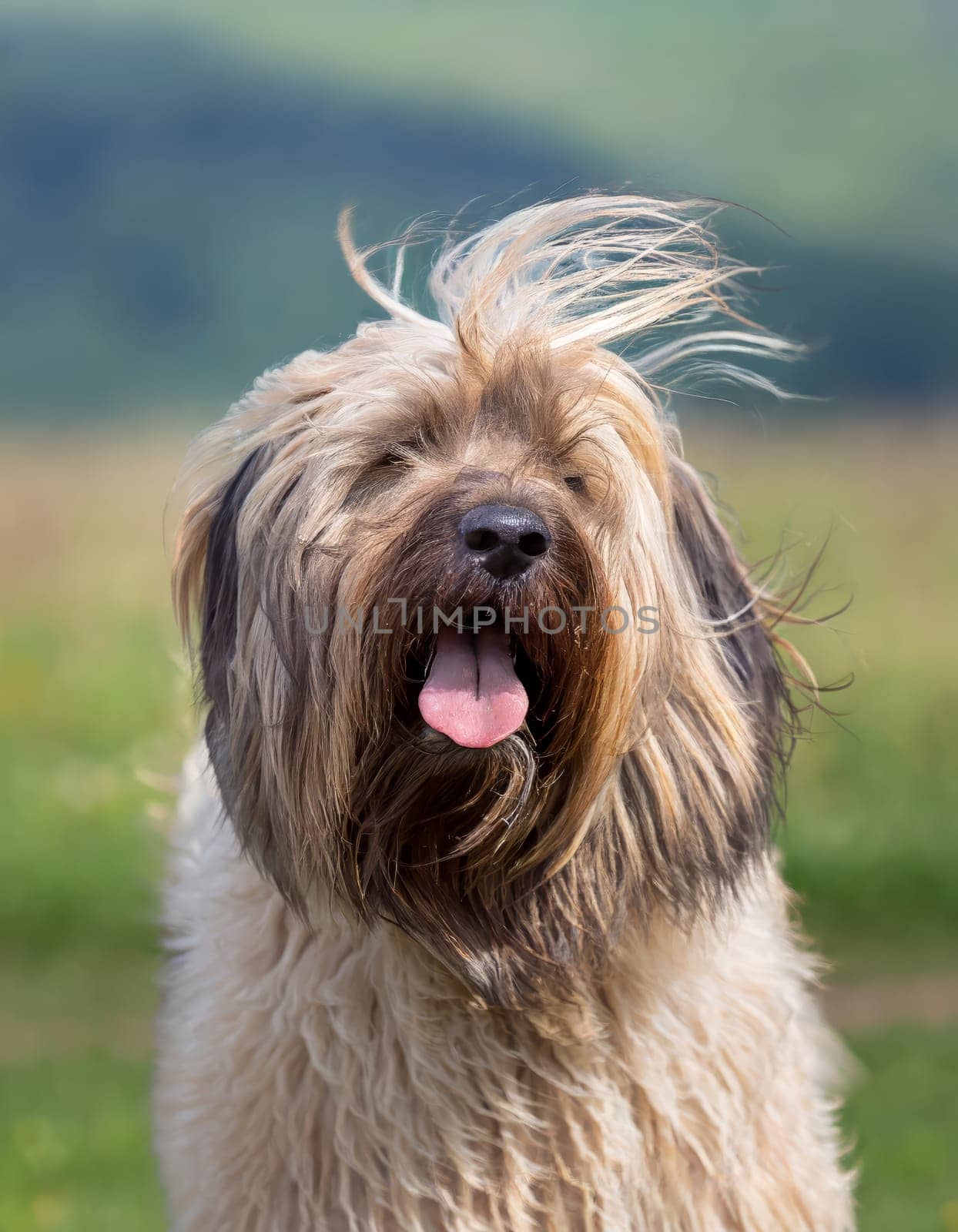 The Briard is a good-natured, child-friendly sheepdog.