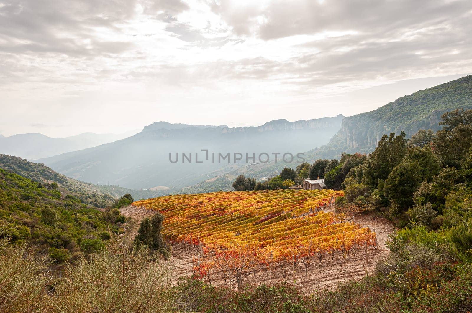 Mountain landscape in autumn with vineyards with colorful red and yellow leaves, Sardinia, Italy. Traditional agriculture. Beautiful colors in autumn.
