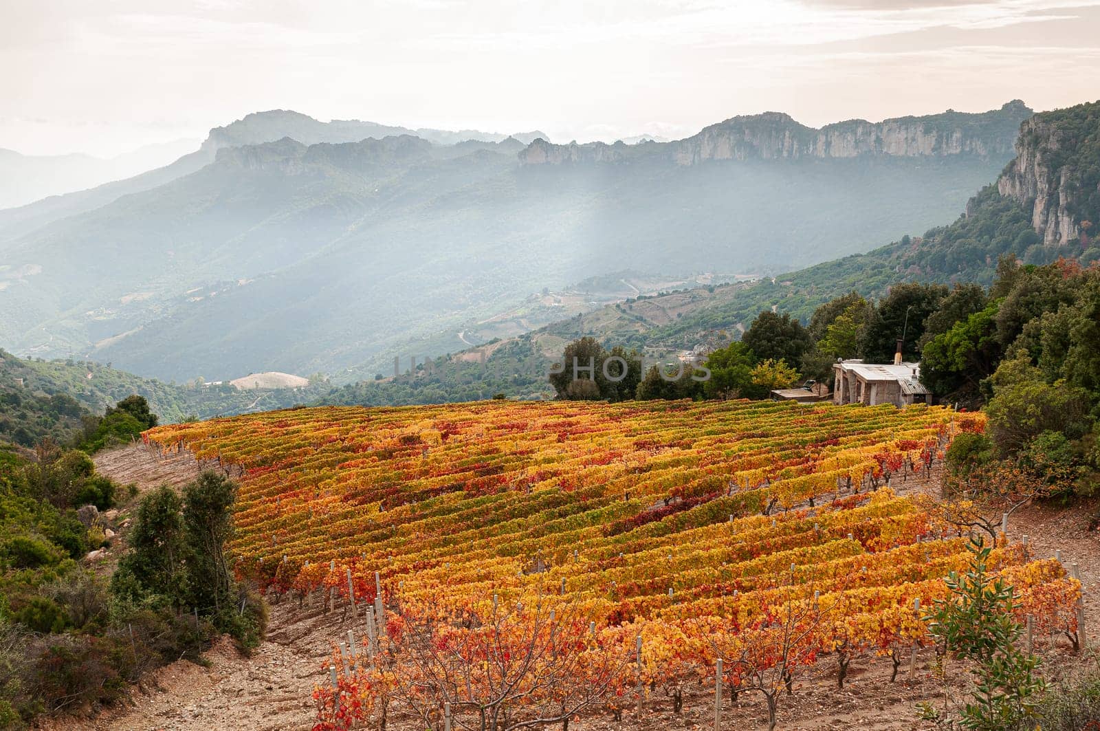 Mountain landscape in autumn with vineyards with colorful red and yellow leaves, Sardinia, Italy. Traditional agriculture. Beautiful colors in autumn.