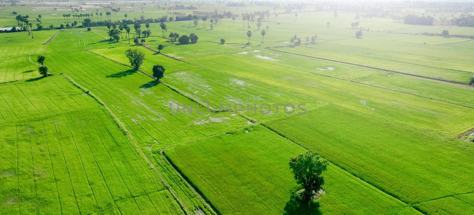 Aerial view of green rice field with trees in Thailand. Above view of agricultural field. Rice plants. Natural pattern of green rice farm. Beauty in nature. Sustainable agriculture. Carbon neutrality.