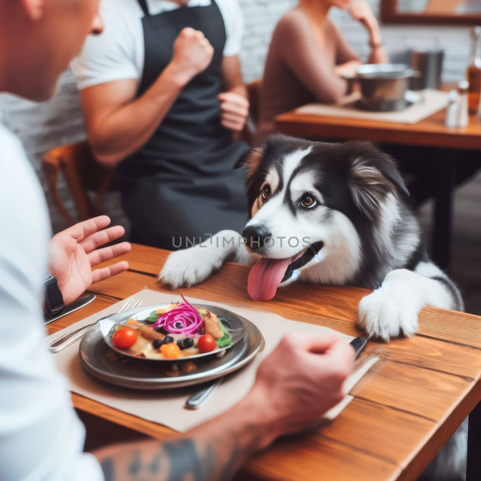 border collie dog doing puppy eyes asking for food in a restaurant