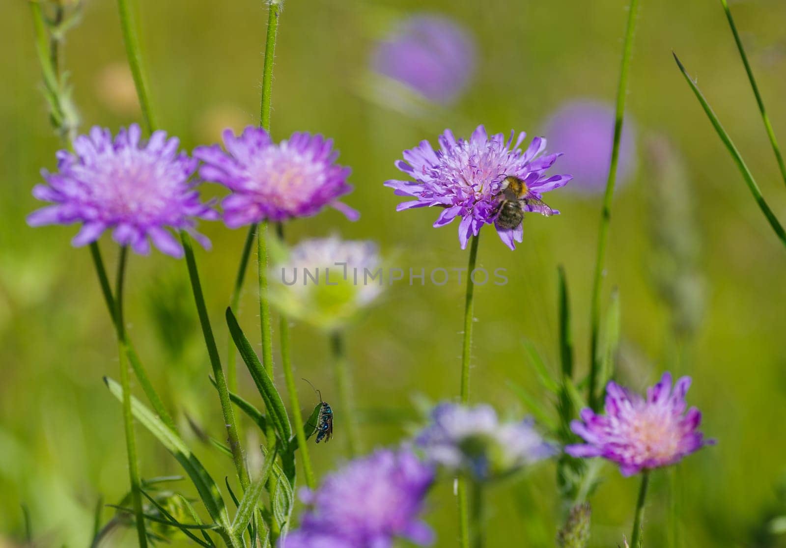 purple blooming Field Scabious or Knautia arvensis flowers