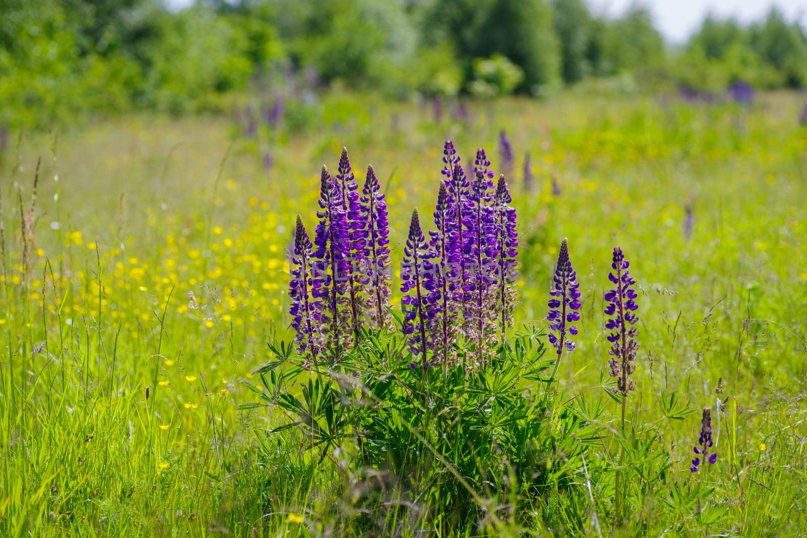 group of blooming purple lupine flowers
