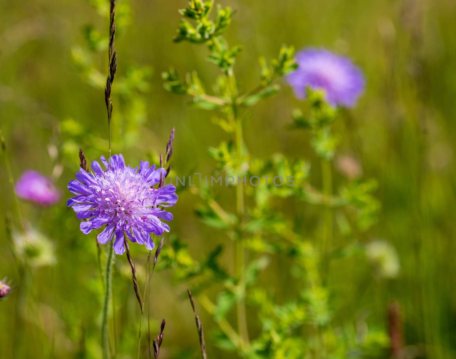 purple blooming Field Scabious or Knautia arvensis flowers