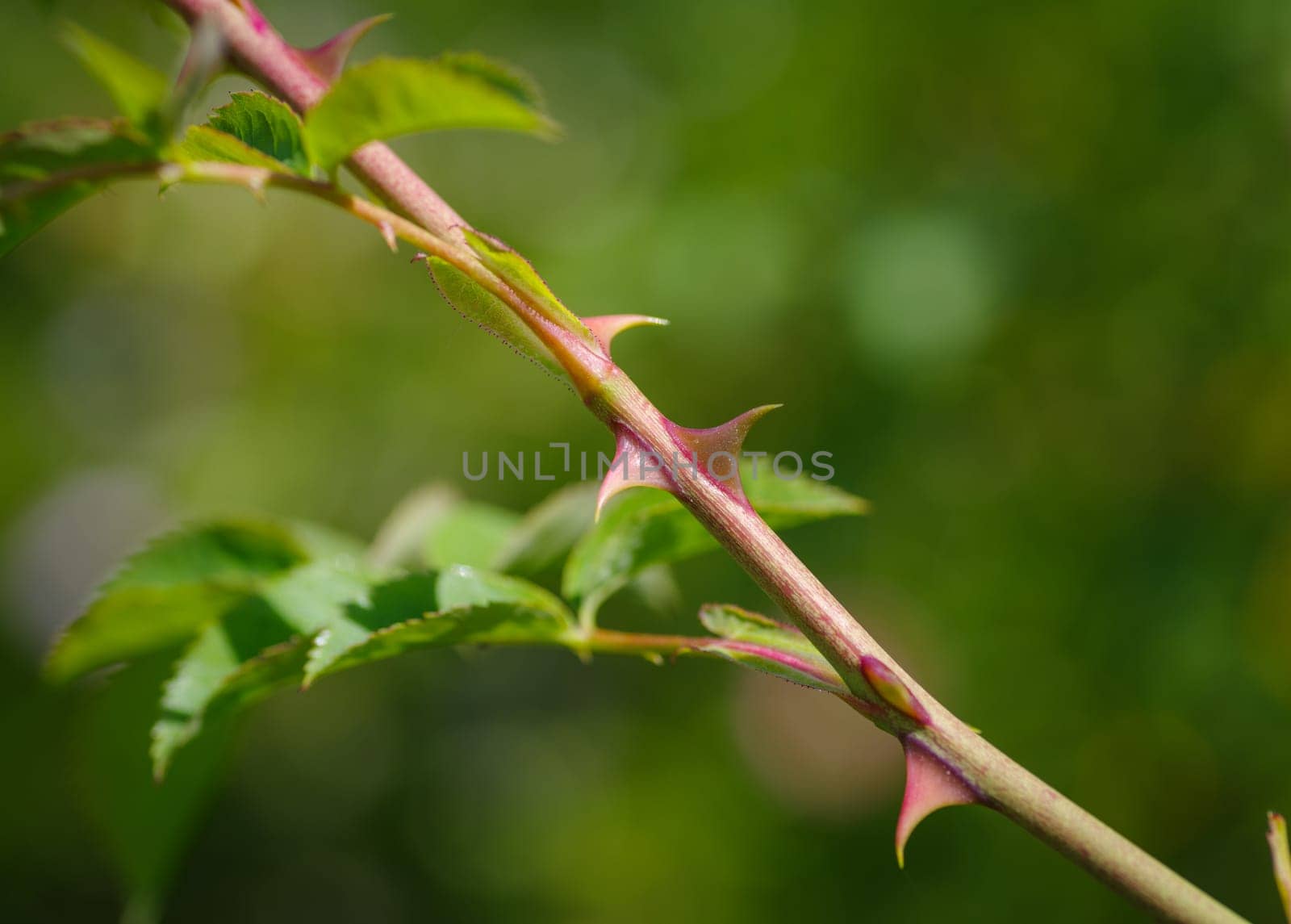 closeup of sharp rosethorns of a wild shrub rose