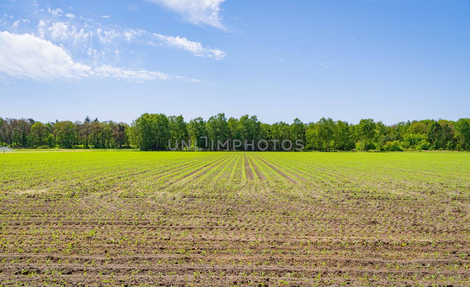 fresh young corn plants  growing out of the soil