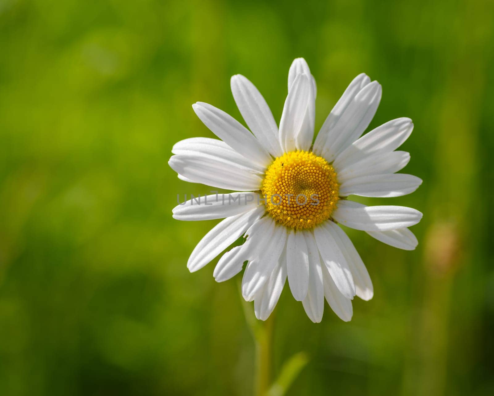 closeup of a single daisy flowing
