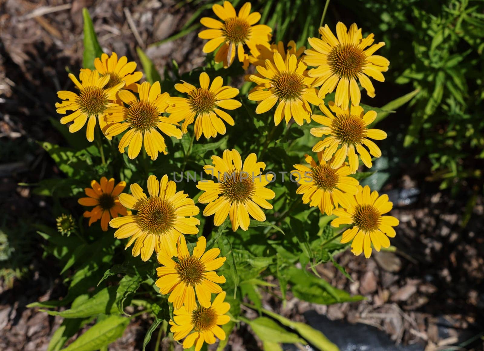 Flowers of  Echinacea - an herb stimulating the immune system