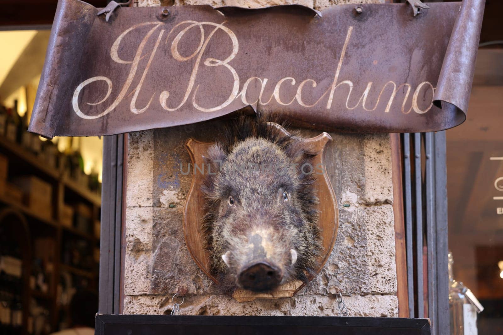 Massa Marittima, Italy - Sept 11, 2022: iWld boar head on a in front of a shop in Massa Marittima, Italy, with typical products