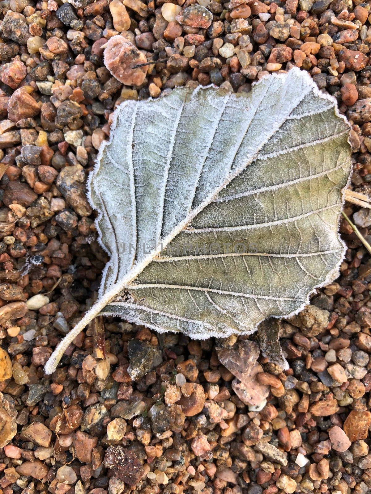 dry fallen leaf with veins covered with frost, autumn