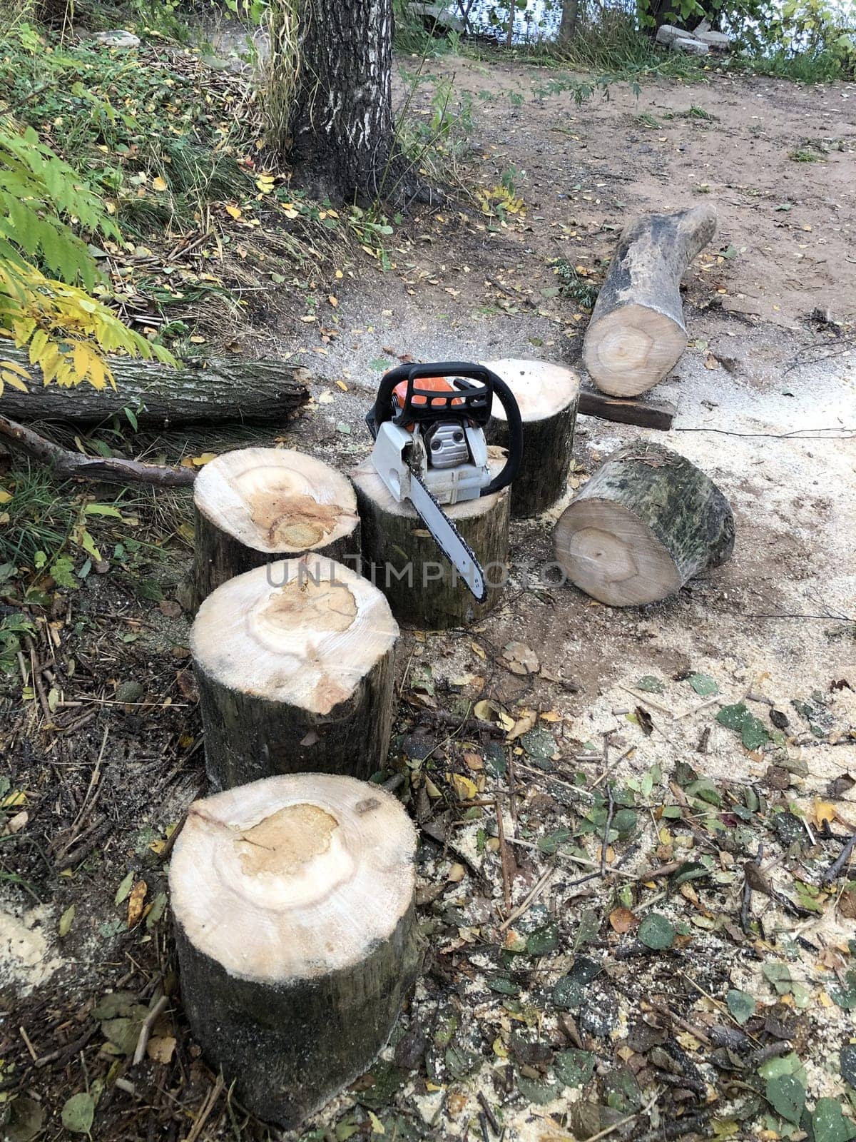 log cut into pieces using a chainsaw, forest landscape