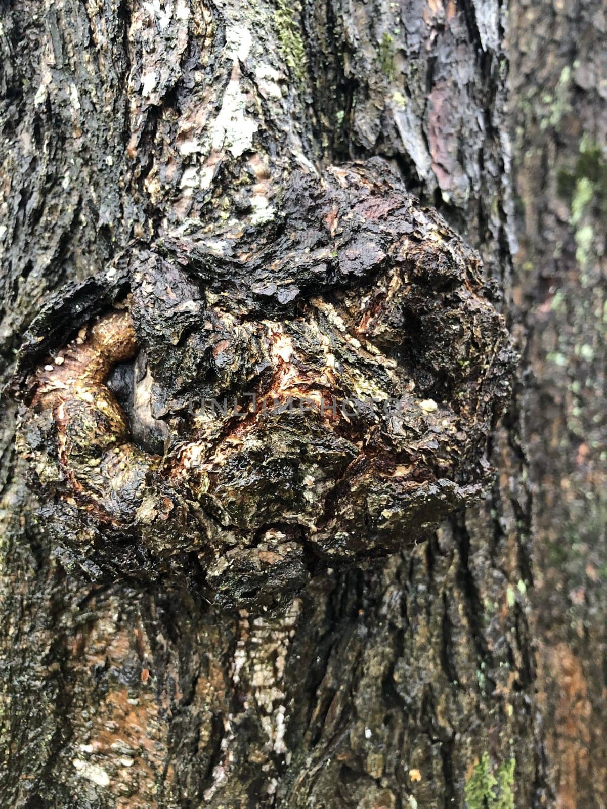 burl growth on a tree trunk with cracked bark, rough texture, abstract background
