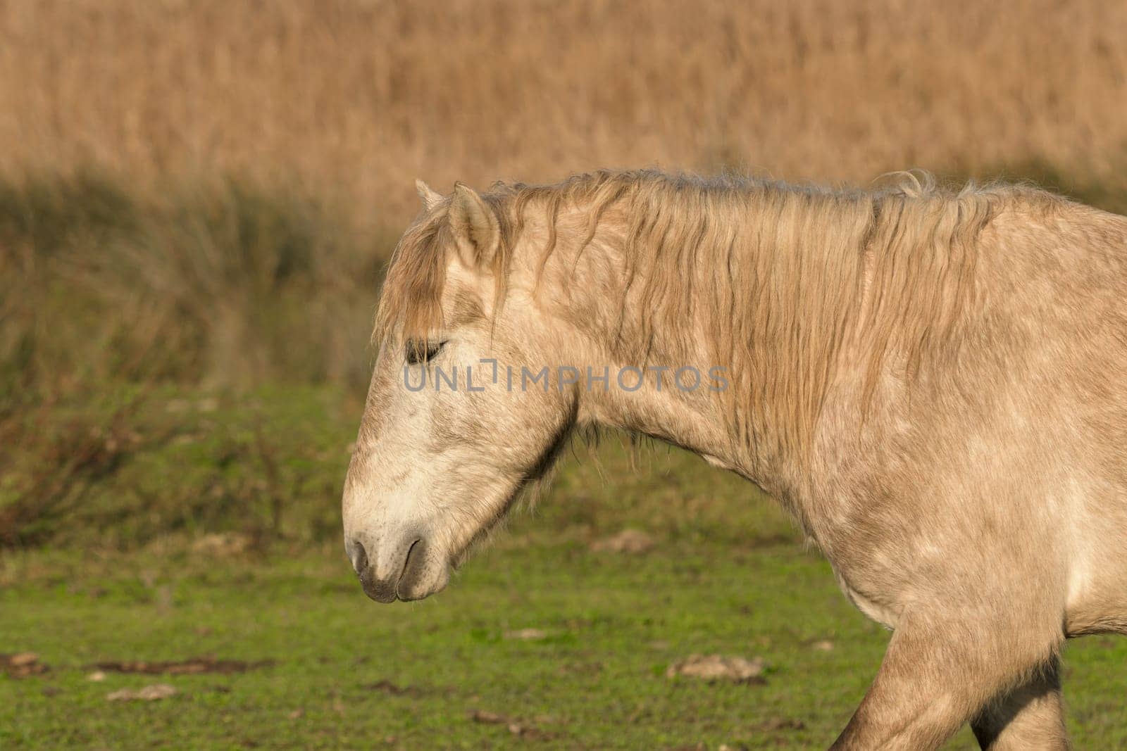 old gray horse in the field