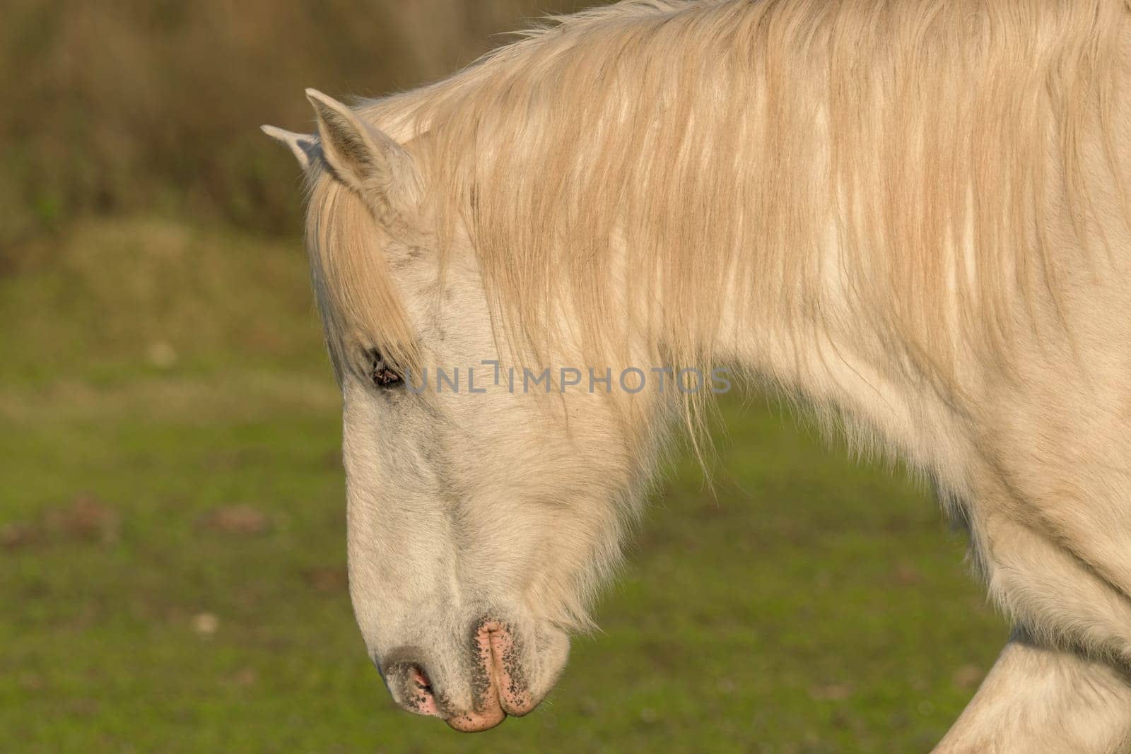 White horse with long mane in a green field