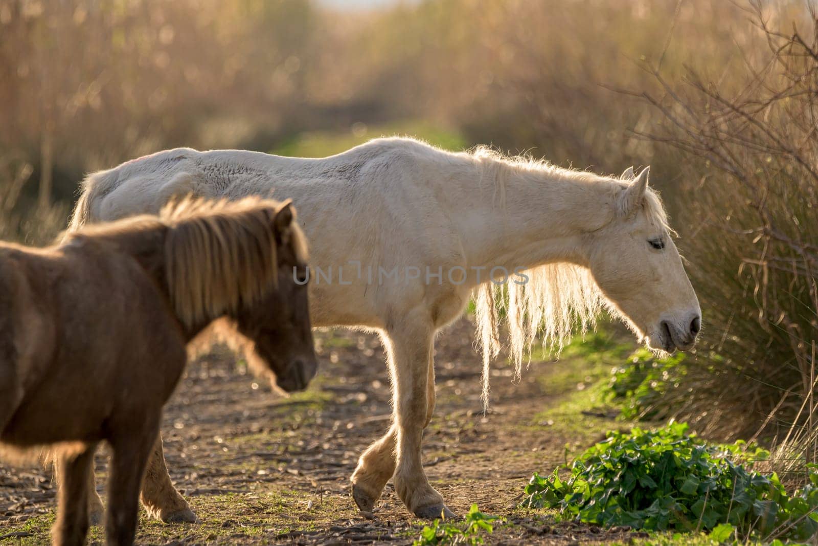 two horses in freedom at sunset,mallorca,balearic islands,spain