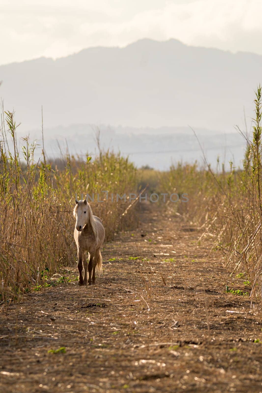 Grey and white wild horse looking at camera on a road in mallorca balearic islands