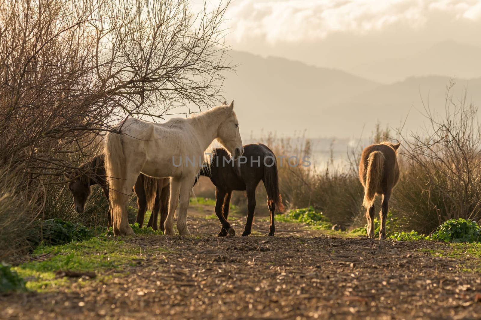 group of horses in freedom at sunset,young and adults in herd,mallorca,balearic islands,spain