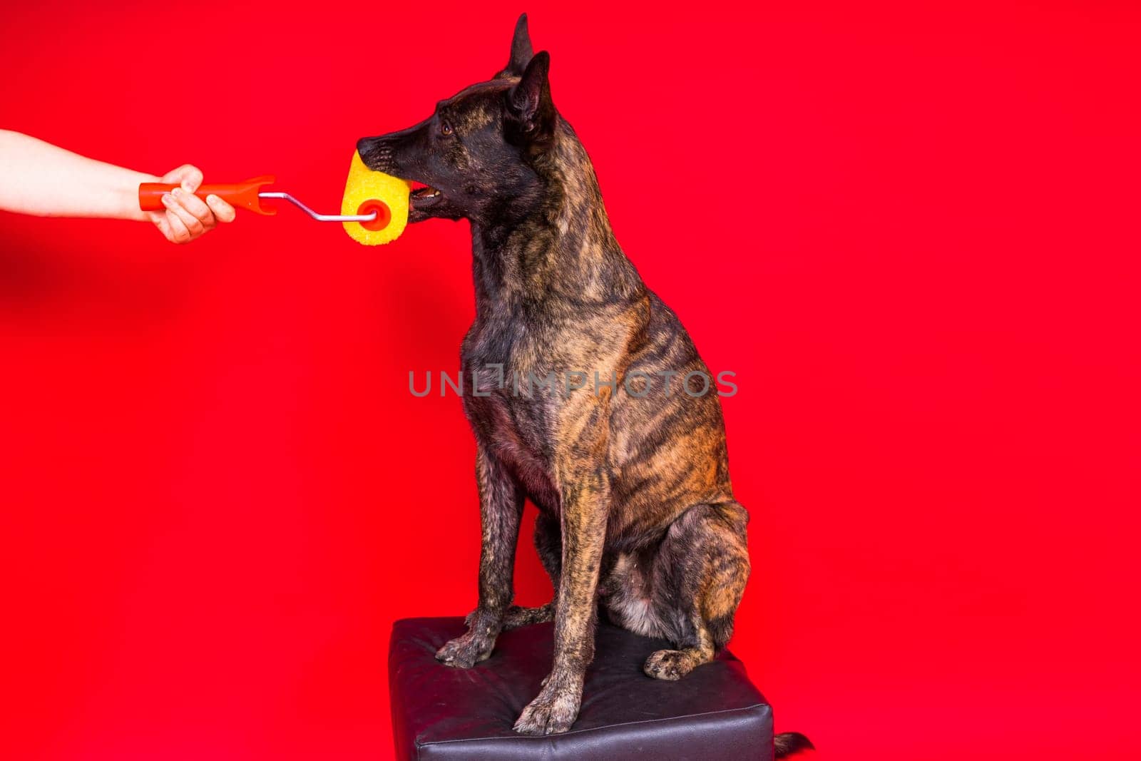 Dog dutch shepherd playing with paint roller in a red room. Renovation concept