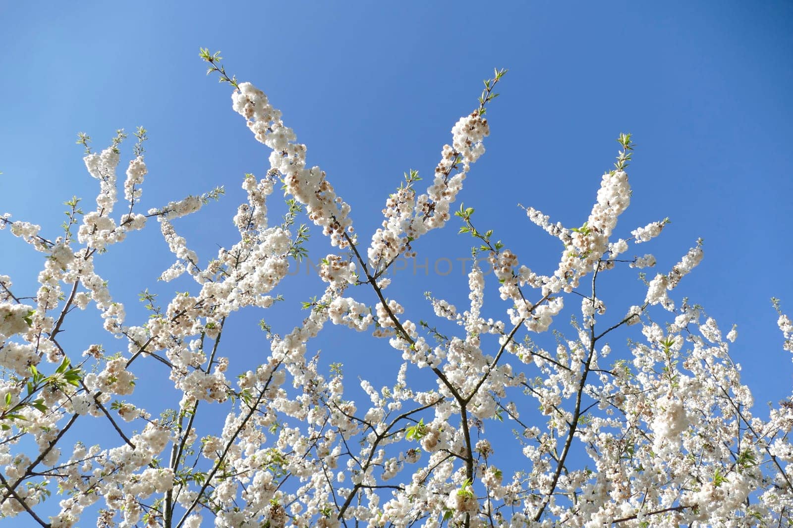 White cherry blossoms on tree branches, blue sky, Germany