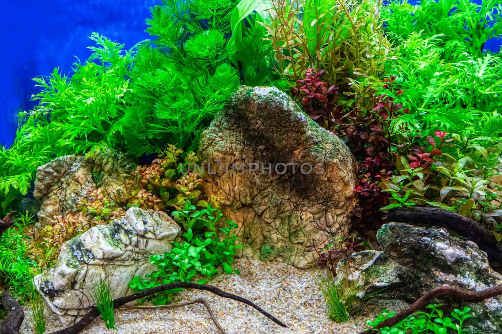 Underwater landscape nature forest style aquarium tank with a variety of aquatic plants, stones and herb decorations.