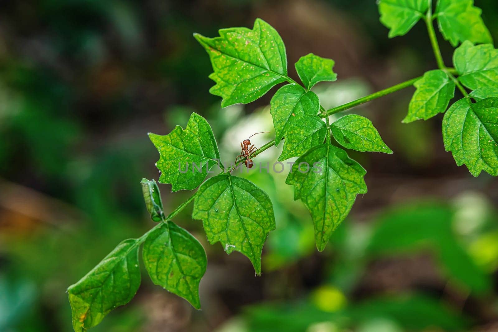 A single red ant alone walking on a leaf on a natural background.