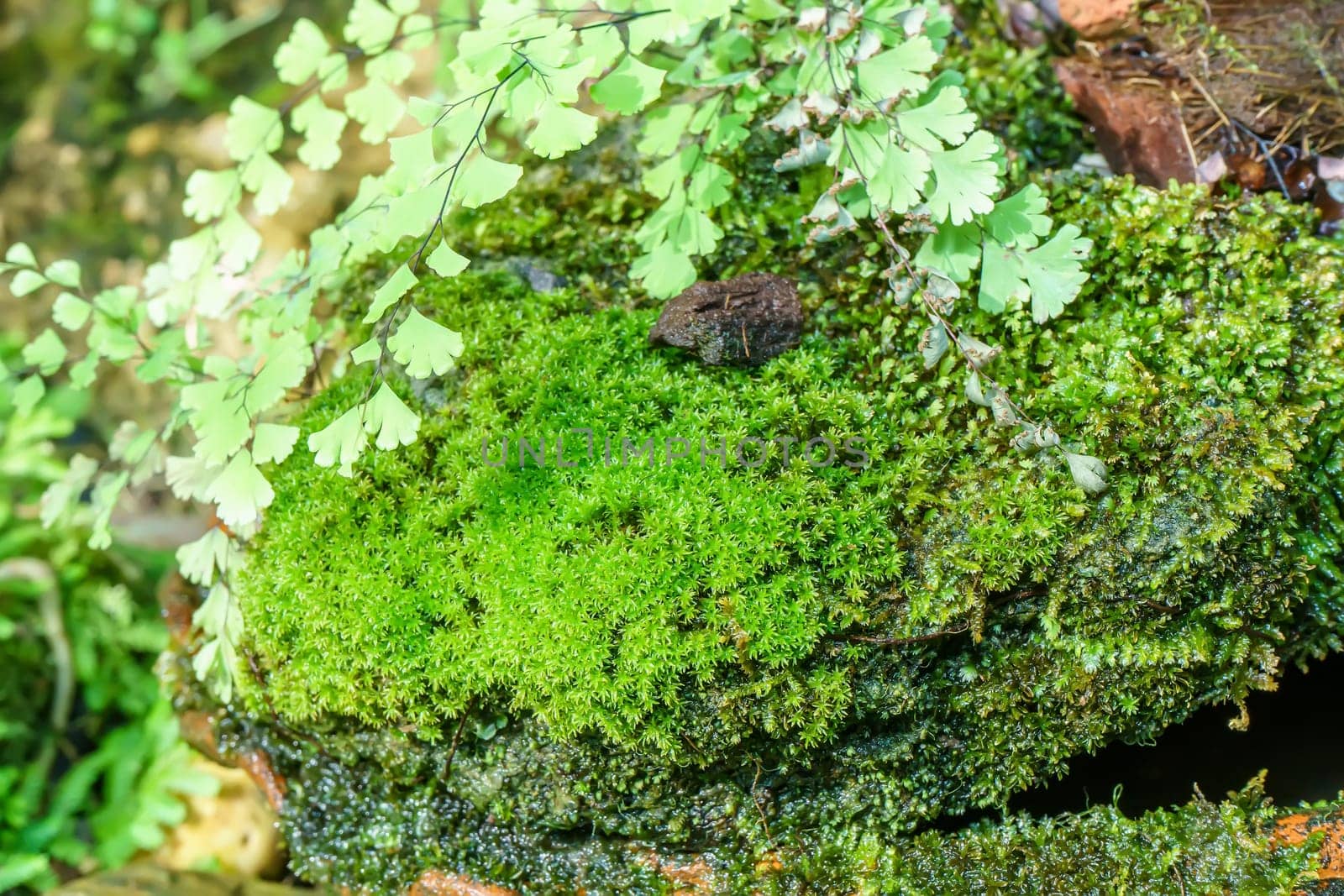 Moss and ferns growing in the rock indicate the fertility of the forest.